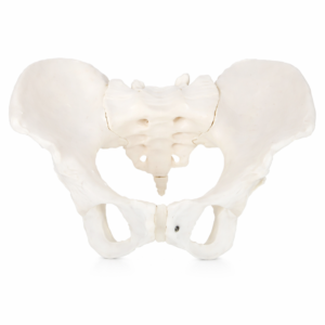 Human Pelvis Anatomical Model – Realistic Medical Replica
