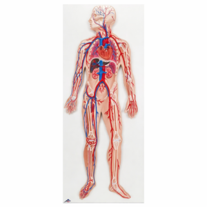Circulatory System Anatomical Model Chart – Educational Medical Display
