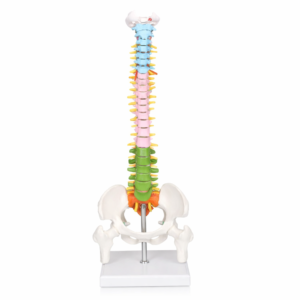 Color-Coded Human Spine Model with Pelvis – Anatomical Teaching Aid