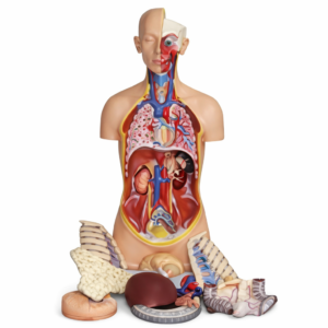 Human Torso Anatomical Model with Removable Organs – Educational Medical Model