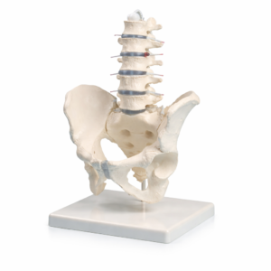 Lumbar Spine with Pelvis Anatomical Model – Medical Study & Demonstration