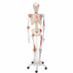 Anatomical Human Skeleton Model with Muscle Markings – Life Size (5.5 ft Approx.)