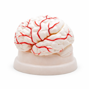 Human Brain Anatomy Model – Educational Display Model