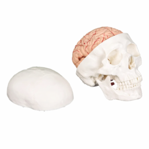 Human Skull with Brain Anatomical Model – Life Size Educational Medical Model