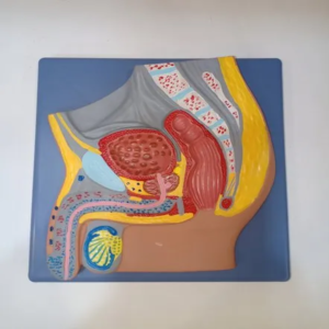Male Pelvic Sagittal Section Anatomical Model – Educational Teaching Aid