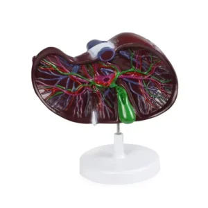 Liver Model