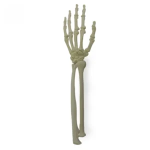 2012 Left Wrist Saw Bone