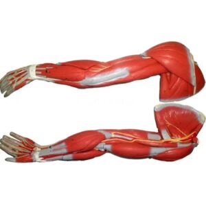 Human Arm Muscles Model