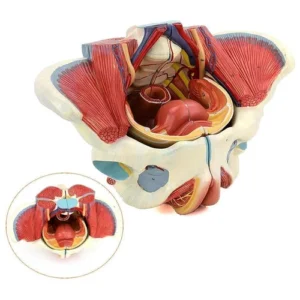 125A Female Pelvis With Muscles, Organs And Nerves Model
