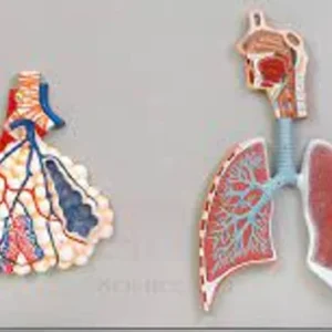 1306 Respiratory System Model