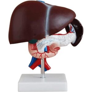 Liver Pancreas and Duodenum Model