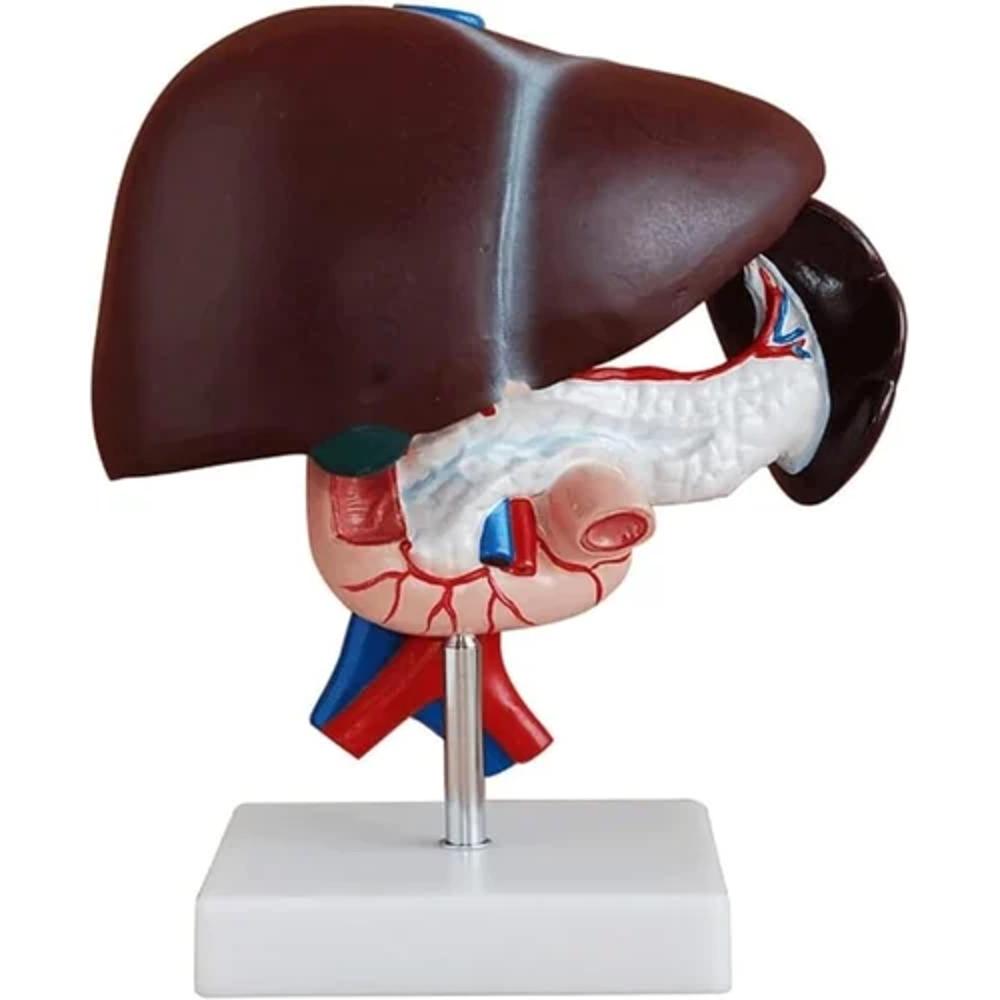 Liver Pancreas and Duodenum Model