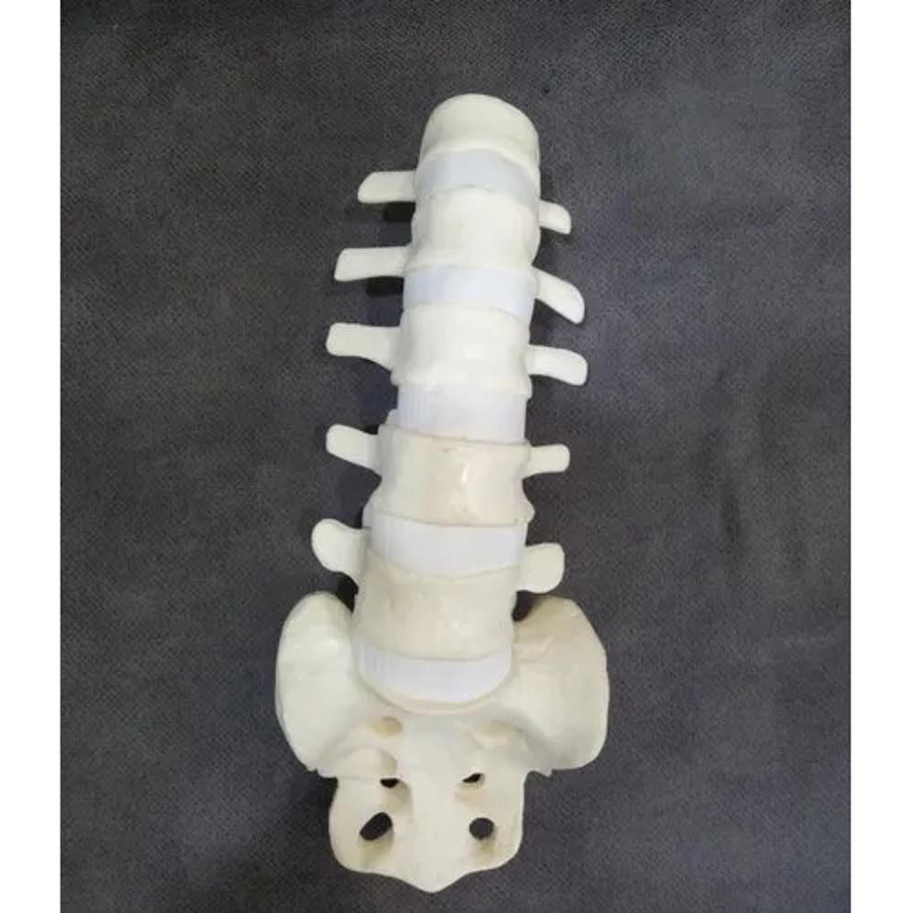 Lumbar Sacrum Saw Bone