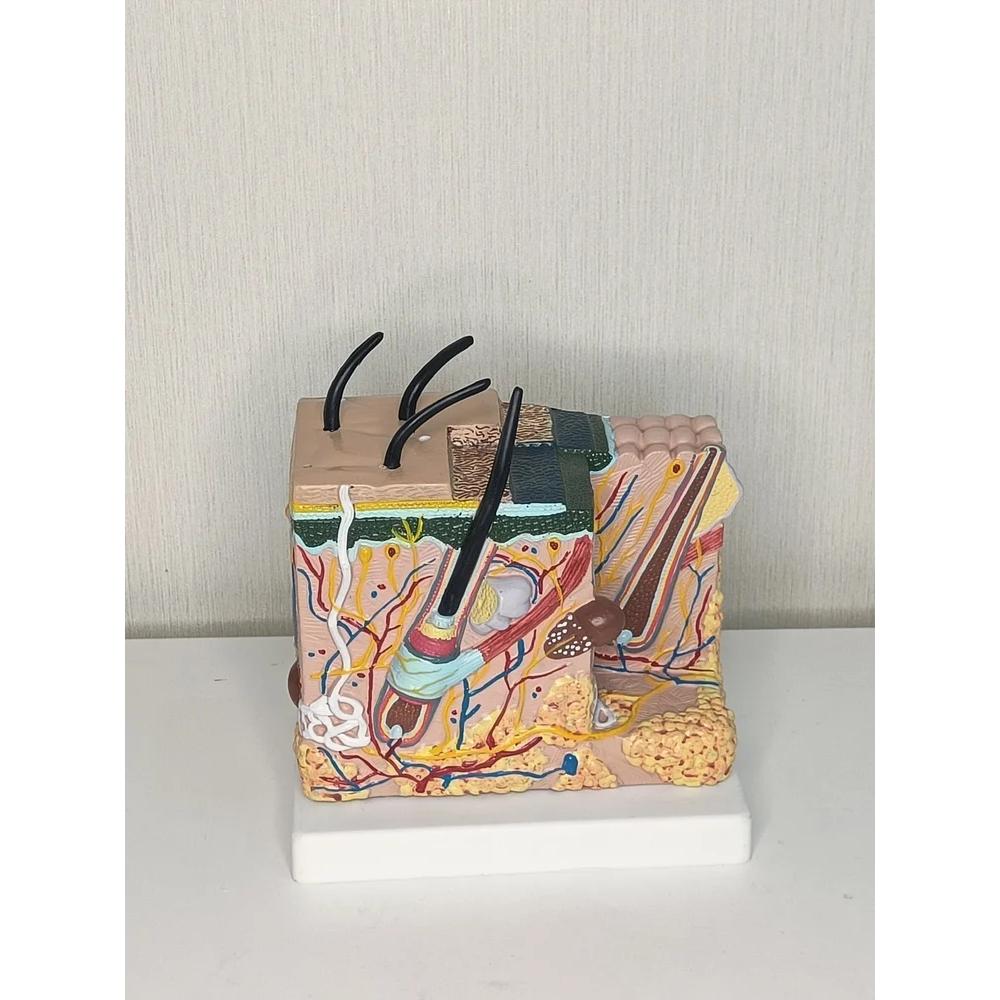 Skin Anatomical Model