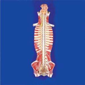 18102 Spinal Cord in Spinal Canal Get Best Quote