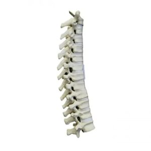 Human Thoracic Spine
