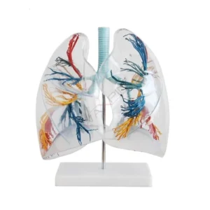 Transparent Lungs Segment Model