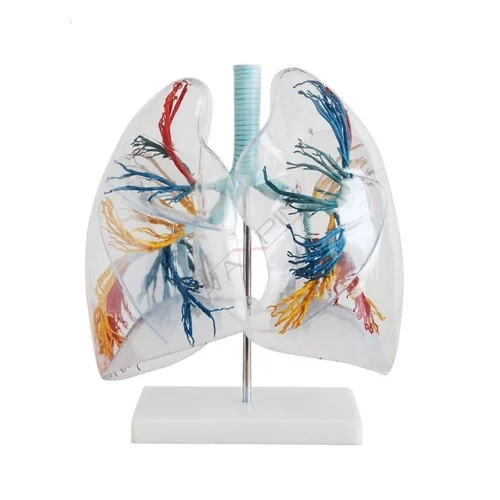 Transparent Lungs Segment Model