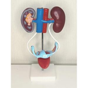 332 Female Urogenital System